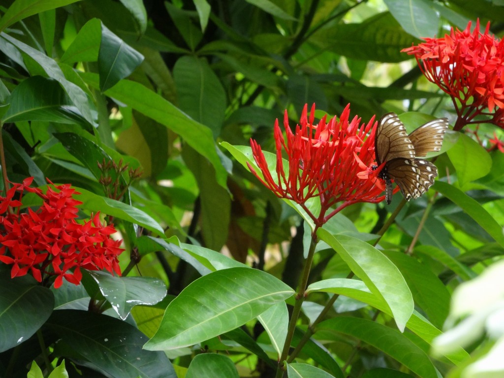 1-9カンボジア　サンゴジュと蝶